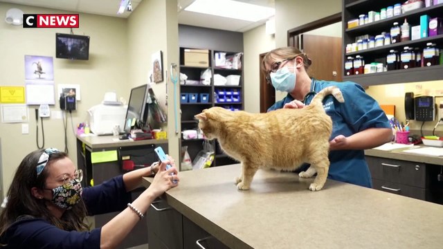 Une appli décode les humeurs des chats grâce à la reconnaissance faciale
