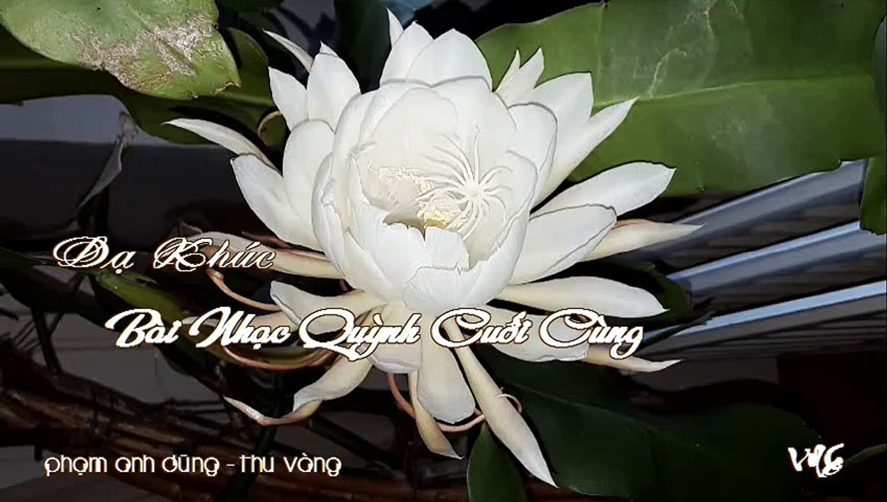 Dạ Khúc-Bài Nhạc Quỳnh Cuối Cùng