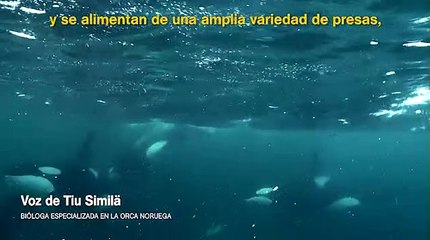 La curiosa estrategia de caza de las orcas