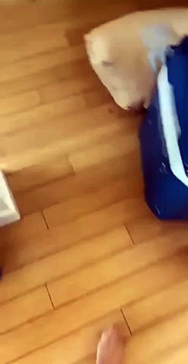 comical feline videos  comical feline reaction  comical feline moments