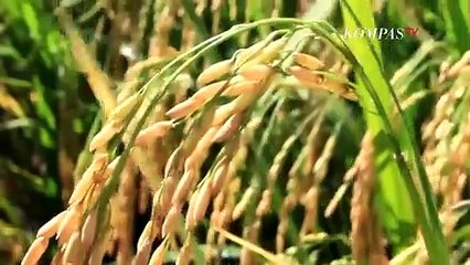 Genjot Kredit Usaha Rakyat Sektor Pertanian