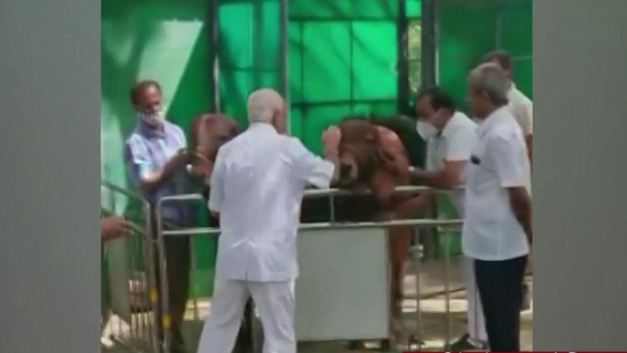 Yediyurappa seen feeding cows after resigning from CM post