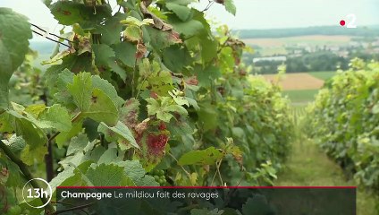 Viticulture : quand le mildiou fait des ravages