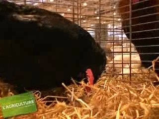 A la recherche de la poule aux Oeufs d'Or