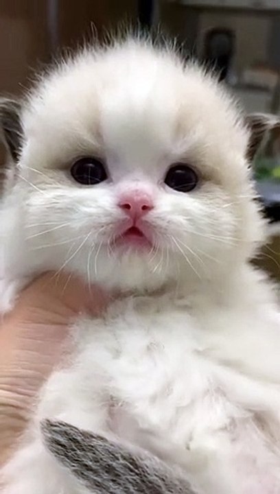 Cute baby cat videos