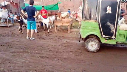 shahpur kanjra mandi lahore 2021 _ You Never Seen Before