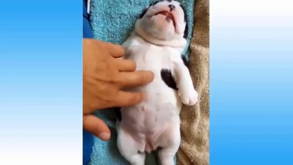 Funny naughtiness with sleeping pet |  cute pet video | sleeping pet