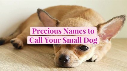 45 Precious Names to Call Your Small Dog