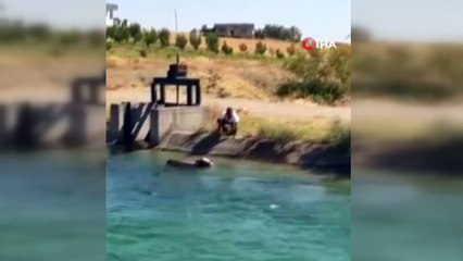 Batman’da su kanalına düşen ineği vatandaşlar kurtardı