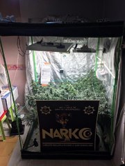 EVDE ÖZEL DÜZENEKLE HİNT KENEVİRİ YETİŞTİRİRKEN YAKALANDI