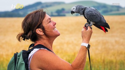 Parrot Piper Conquers Mountains of Scotland, Not so Silently