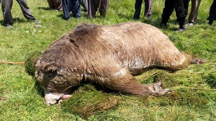 Son dakika: Silahla vurulduktan sonra göle düşen ayı telef oldu