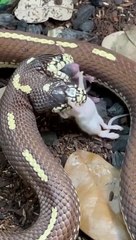 Un serpent à deux têtes mange avec ses 2 bouches en même temps