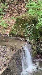 Little Ducklings Take a Leap of Faith to Follow Mama