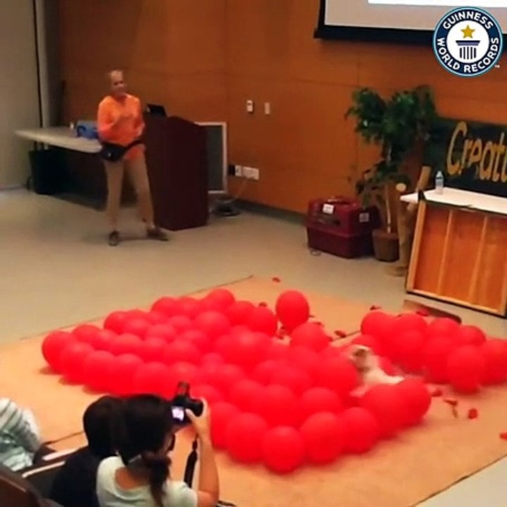 Fastest time to pop 100 balloons by a dog - Guinness world records