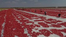 DİYARBAKIR - Karacadağ'da üretilen domates kurutulduktan sonra dünya sofralarına lezzet katacak (1)