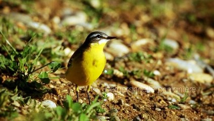 DDO - Passereaux- Rapaces