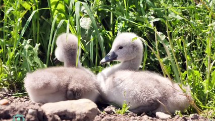 Fast Sleep Music For Insomnia: Have a Good Sleep.