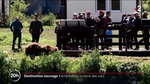 Russie : dans la région montagneuse du Kamtchatka, les ours bruns sont menacés par la surpêche