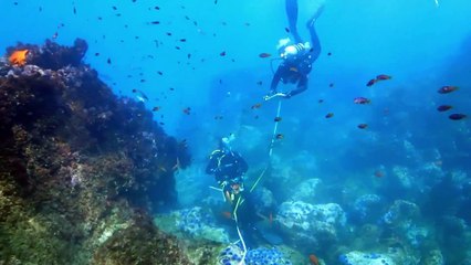 Seavees and SeaTrees Partner to Revive Our Kelp Forests