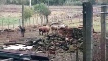 Duas pessoas são encaminhadas acusadas de maus tratos a animais na área rural de Cascavel