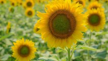Asheville's Historic Biltmore Estate Is in Peak Sunflower Season