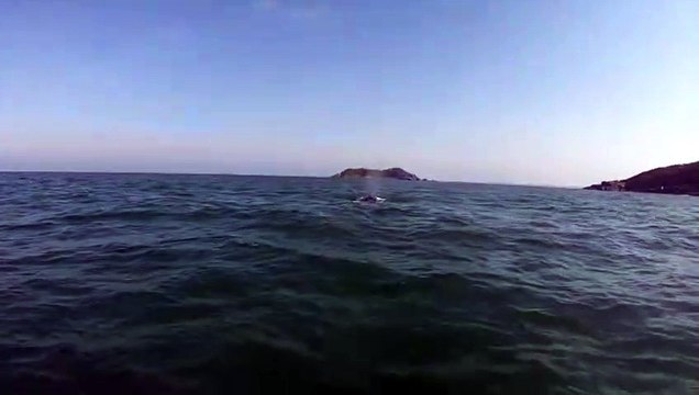 Baleia surpreende e passa ao lado de barco em Balneário Barra do Sul