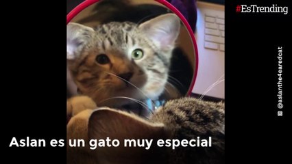 Aslan, el gato nacido con cuatro orejas que logró ser adoptado sin importar su condición