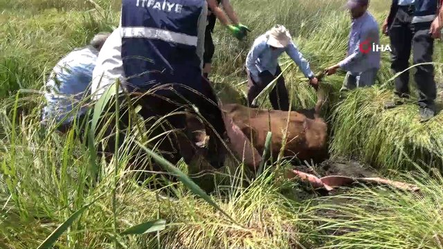 Bataklığa saplanan ineği itfaiye ekipleri kurtardı