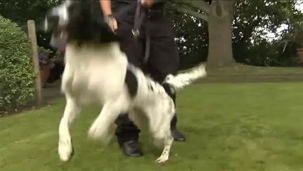 El perro de Boris Johnson acapara la atención en un acto oficial