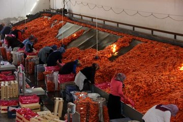Konya'da üretilen havuçlar dünya pazarlarına gönderiliyor