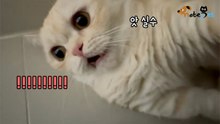 집사 손 물어놓고 놀란 고양이 '멘붕으로 일시정지'