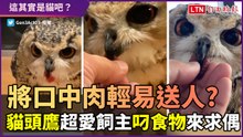 猛禽將口中的肉塊送給人類？貓頭鷹用食物示愛讓人 超意外