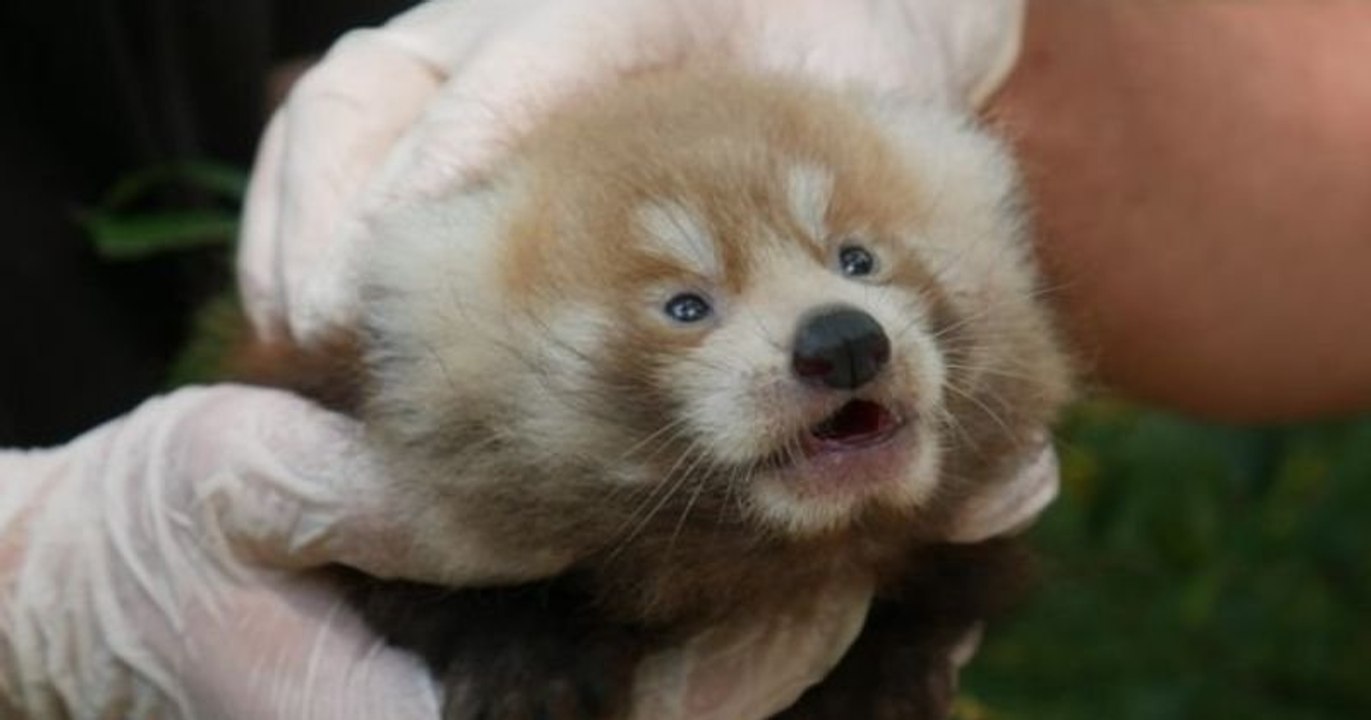 Deux adorables pandas roux sont nés au parc Biotropica