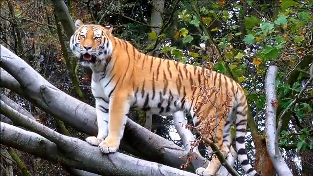 Funny world wild animals