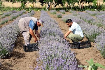 Lavanta, çiftçinin alternatif ürünü oldu