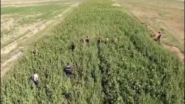 Son dakika... Ayçiçeği tarlasına Hint keneviri eken şüpheli gözaltına alındı