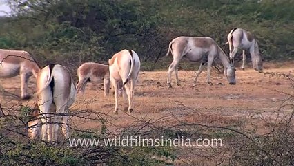 Family meal for wild Asses, Gujarat