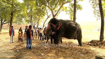 Mother and baby elephants chewing sugarcane