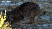 La lince iberica non è più a rischio, esemplari decuplicati in 20 anni