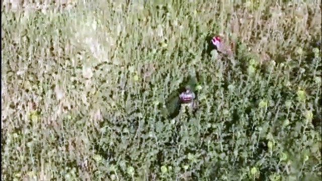 MALATYA - Ayçiçeği tarlasına Hint keneviri eken şüpheli gözaltına alındı