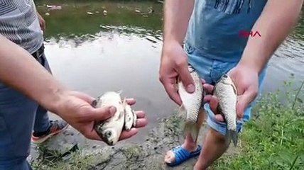 Bursa'da derede balık ölümleri