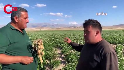 Niğdeli çiftçi isyan etti: Büyük şirketlere yalvarmak zorunda kaldık