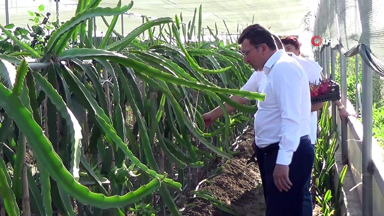 Küresel ısınma Aydın’da fırsata dönüştürüldü
