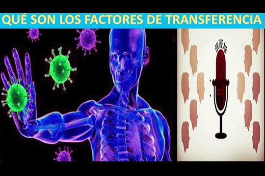¿Qué son los Factores de Transferencia?