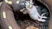 الفيديو ليس لضعاف القلوب: ثعبان مرعب برأسين يبتلع اثنين من الفئران