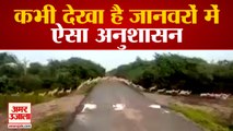 Deers Crossed Road Viral Video | भारी संख्या में अनुशासन में सड़क पार करते दिखे हिरण | National Park