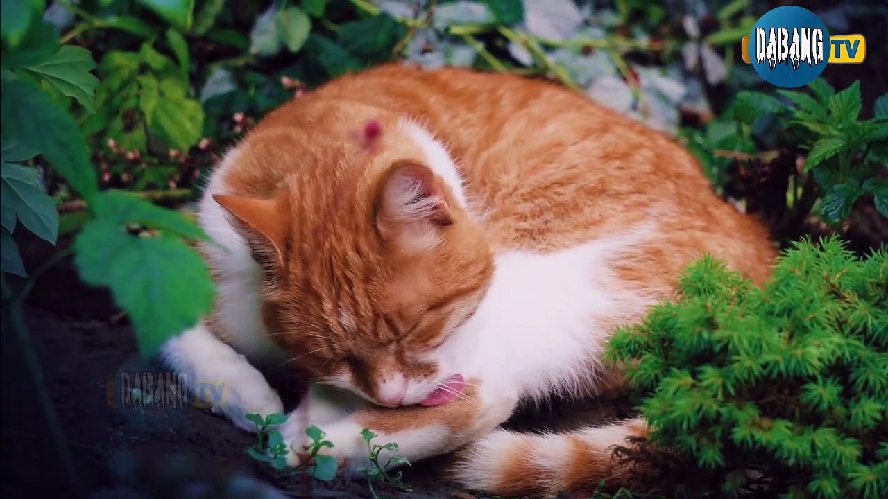 Beautiful and Funny Cats Video Series compilation #1 | Cute Cats Collection | Pets & Animals #Shorts