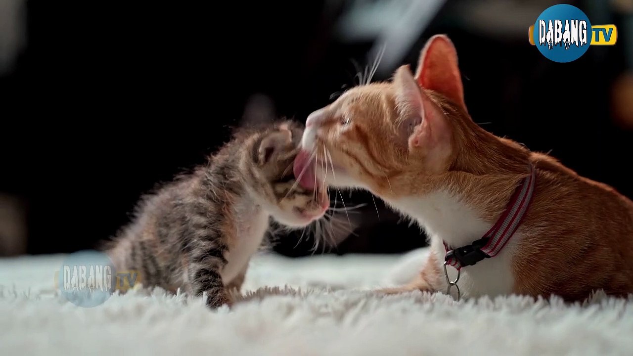 Beautiful and Funny Cats Video Series compilati...