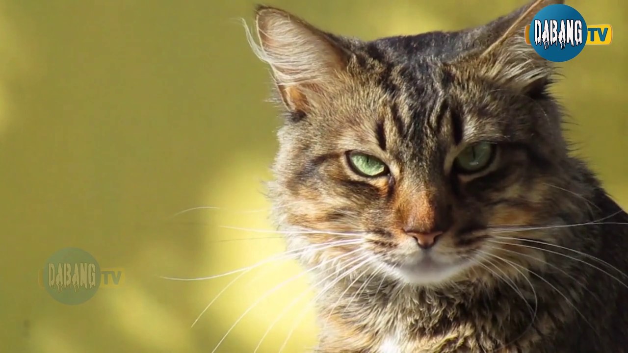 Beautiful and Funny Cats Video Series compilation #3 | Cute Cats Collection | Pets & Animals #Shorts